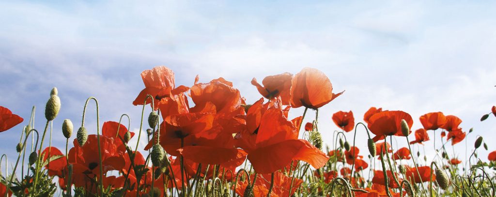 Roder dan rood met 2018 klaprozen